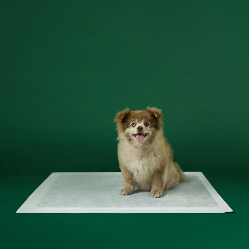 Disposable Dog Pee Pads with AbsorbShield+ Technology D4
